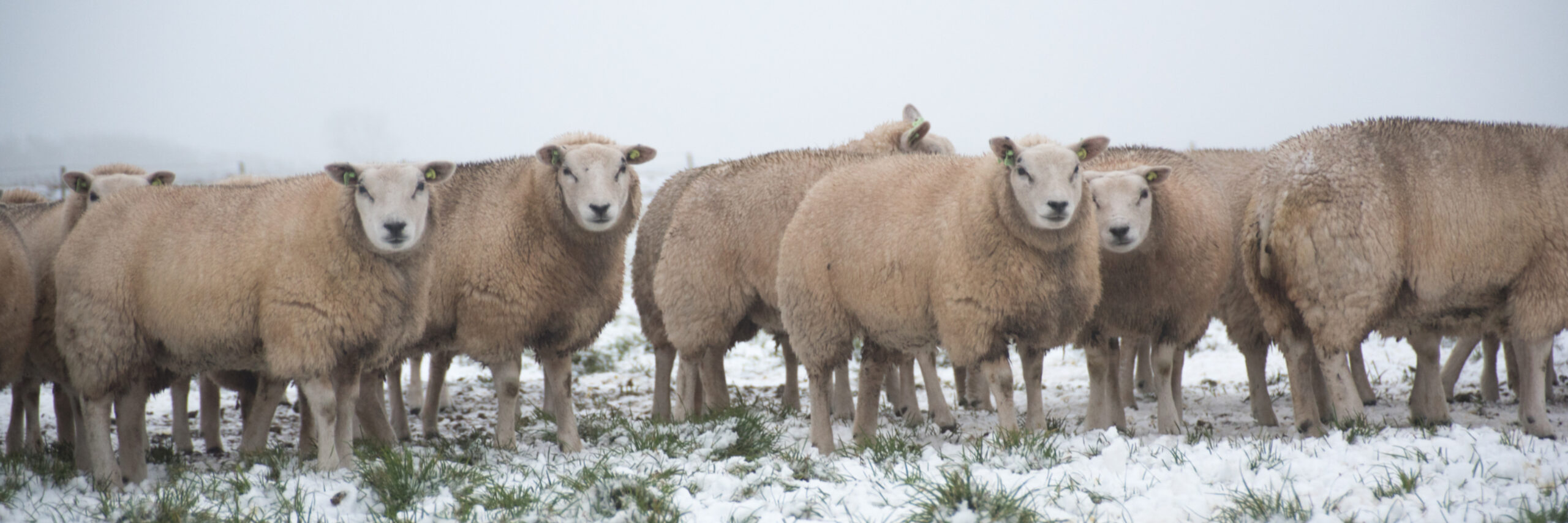 Schapen in de sneeuw op de Hoge Berg VVV Texel
