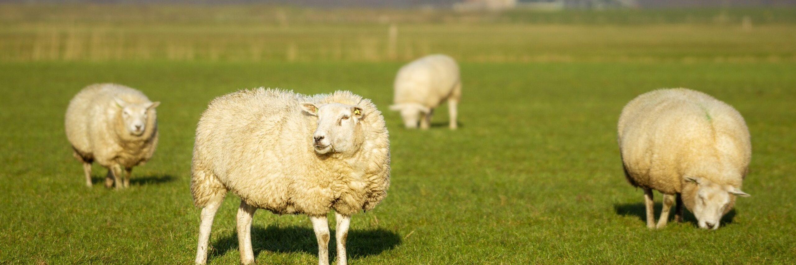 Schapen op Texel VVV Texel
