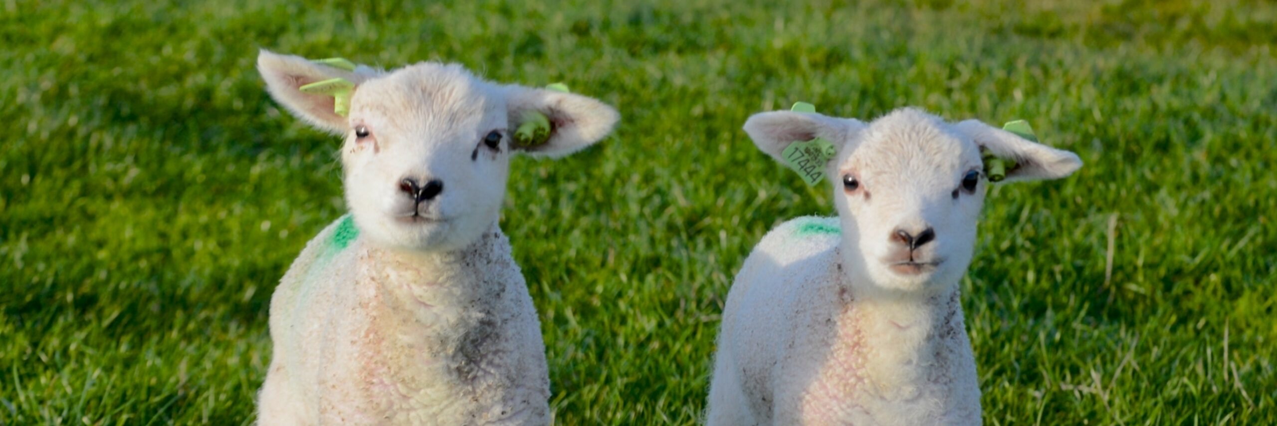 Twee lammetjes in de wei VVV Texel fotograaf Justin Sinner