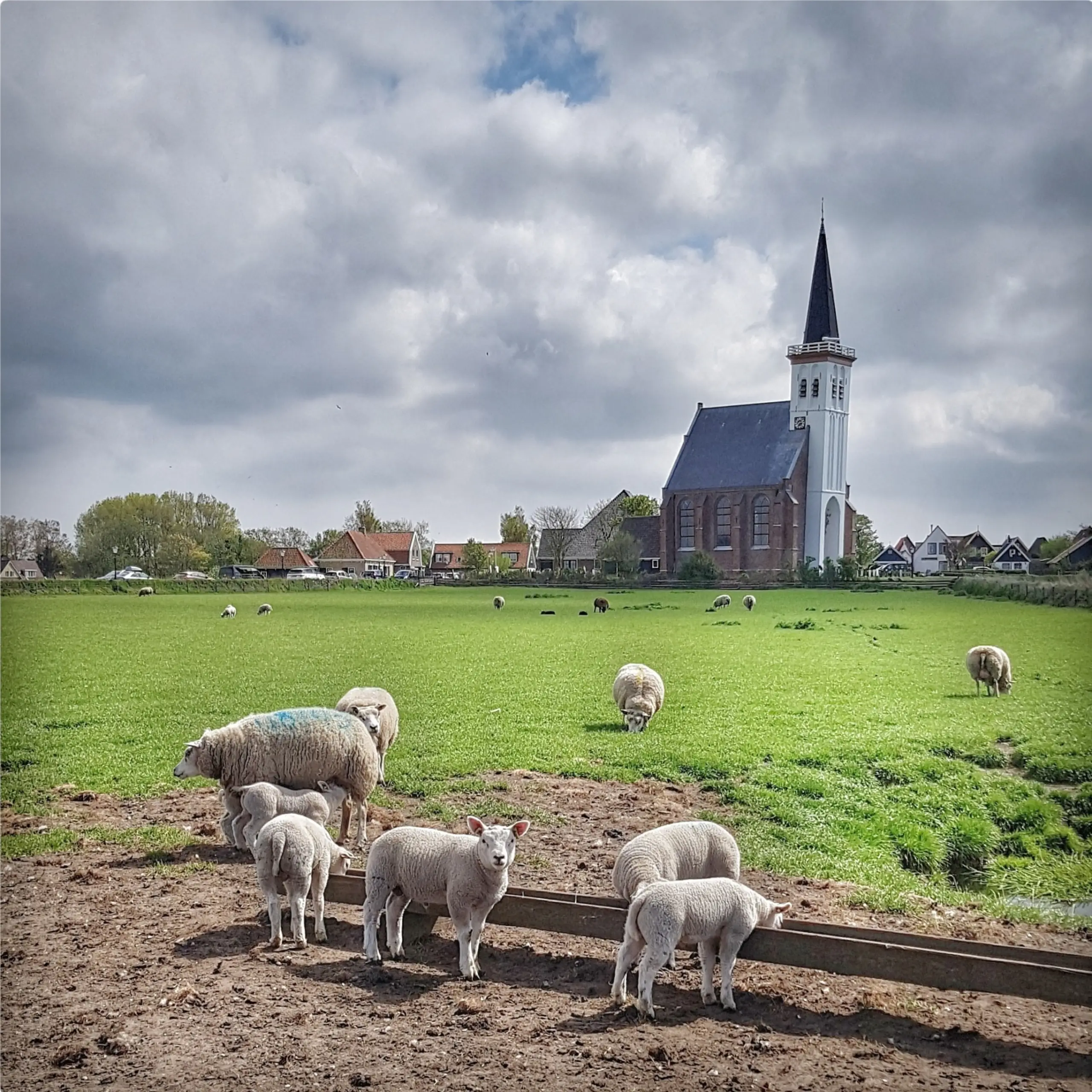 Lammetjes bij Den Hoorn