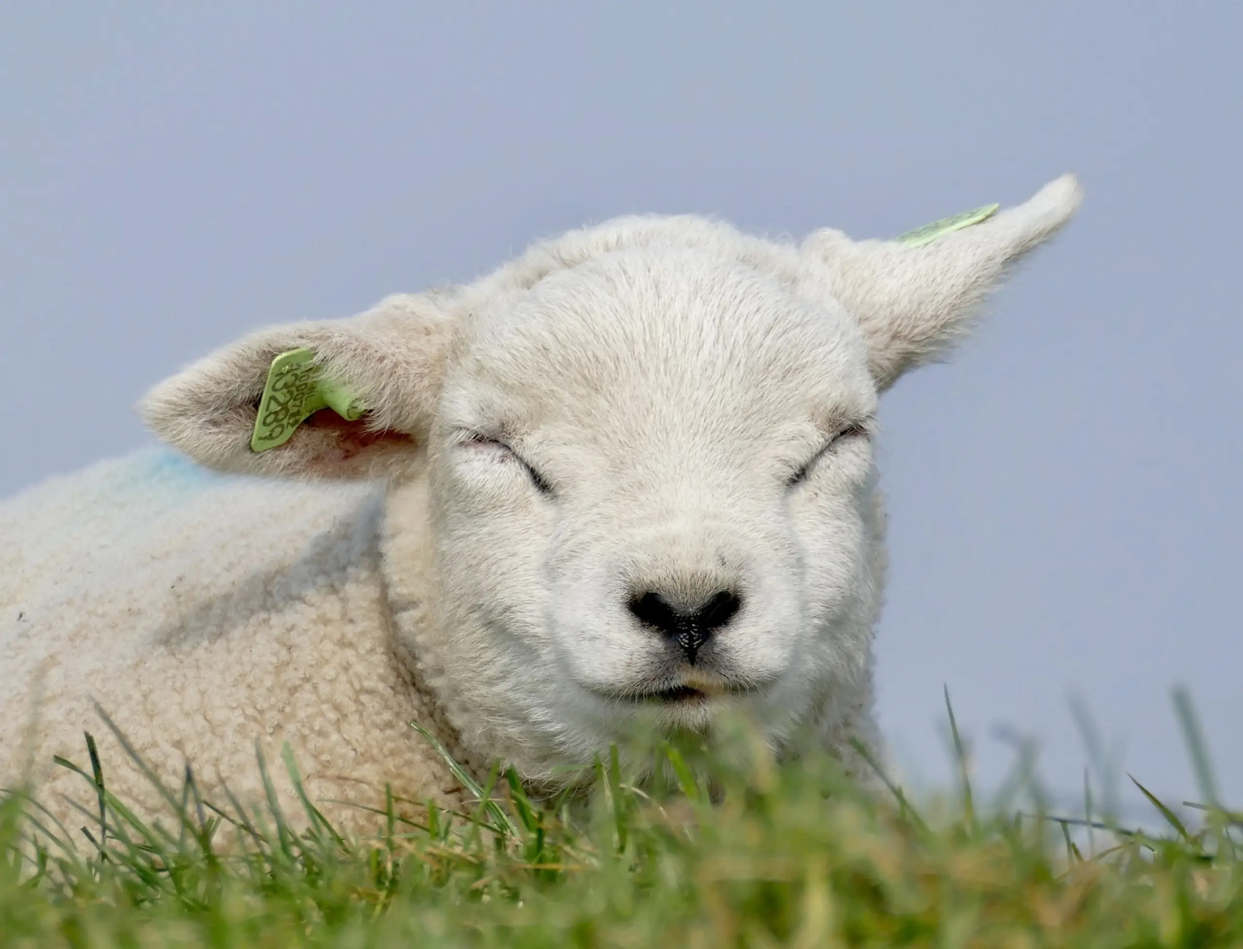 Lammetje op de dijk