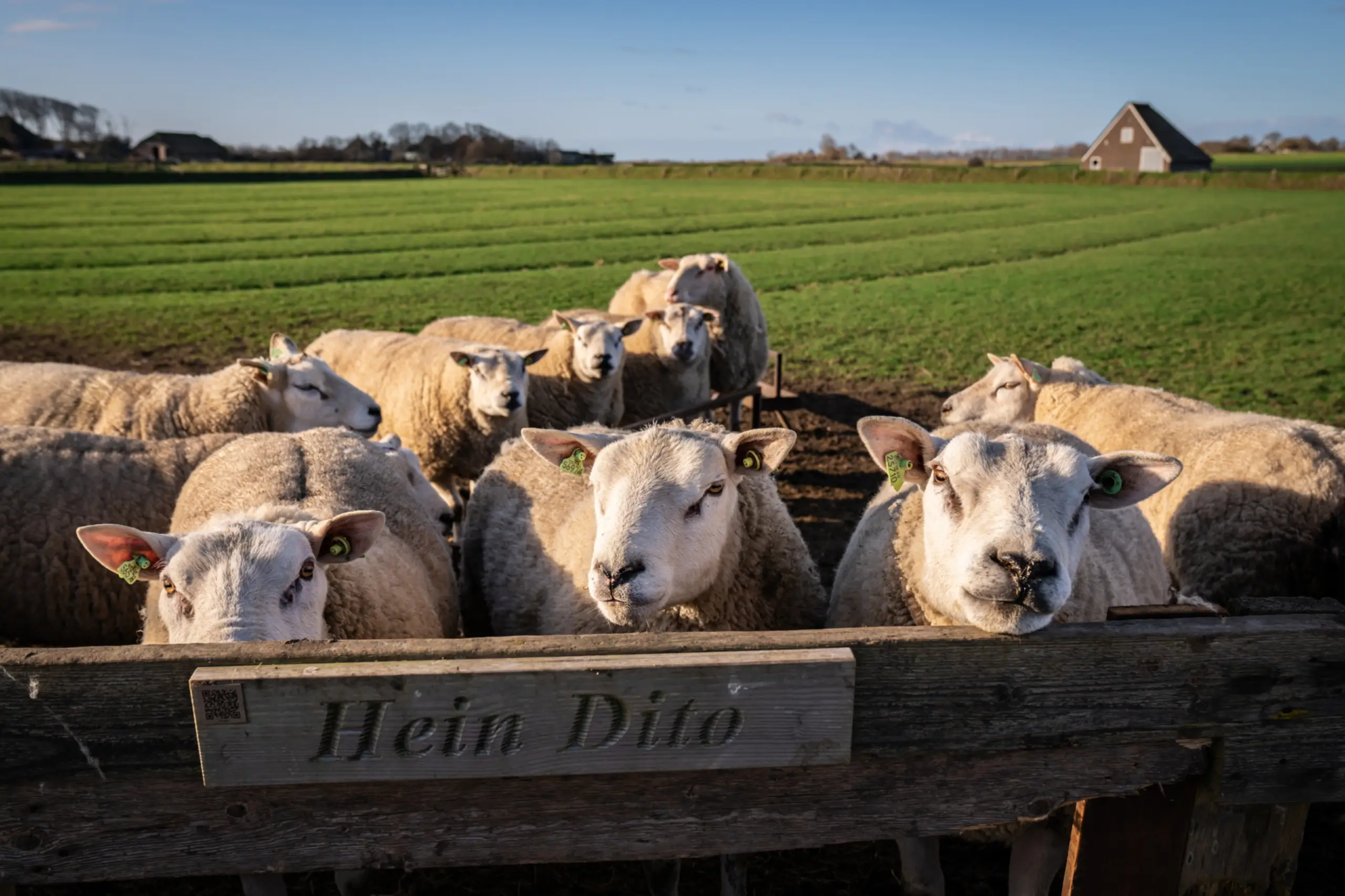 Schapen op de Hoge Berg bij Schapenbedrijf De Waddel