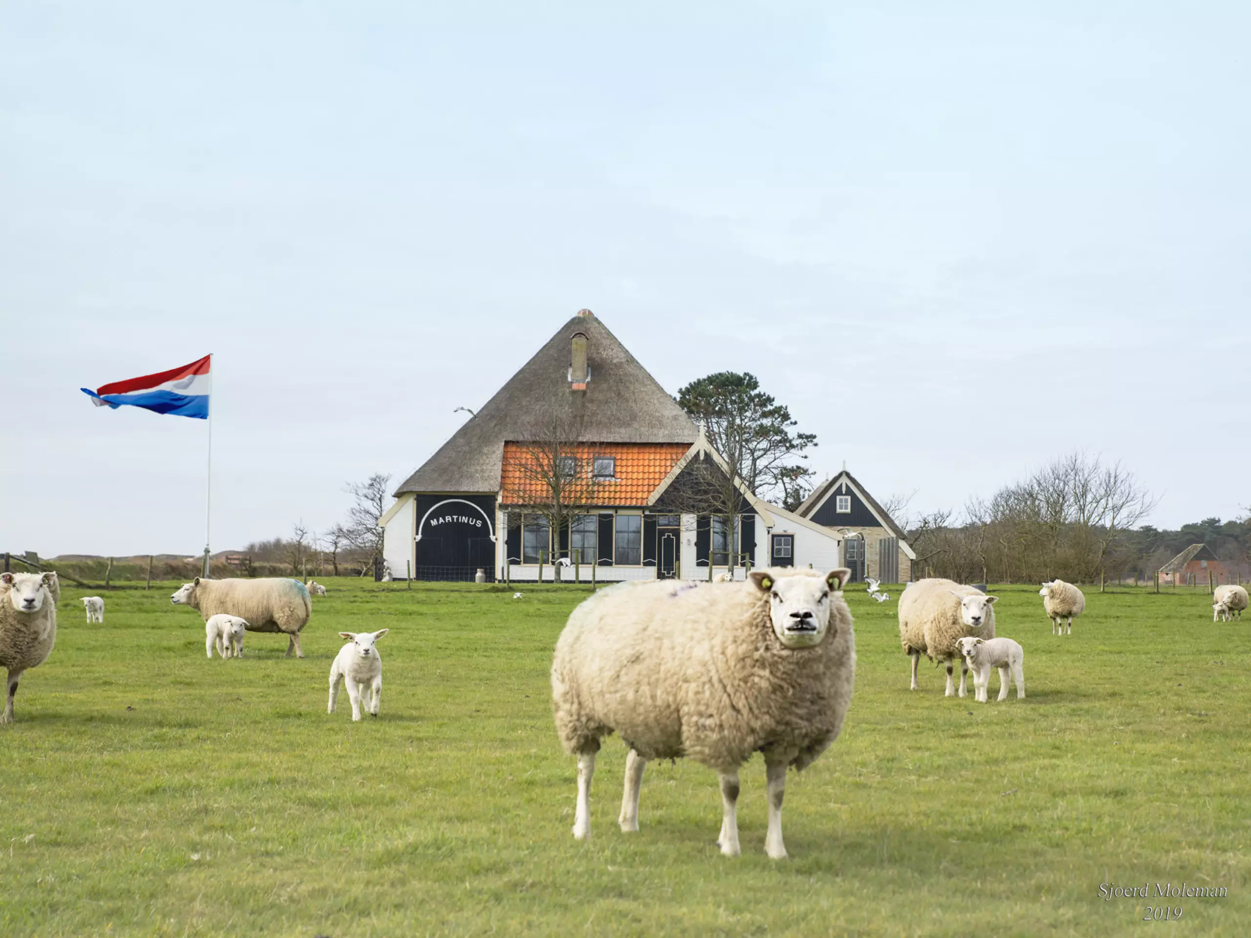 Schapen in de wei voor een stolpboerderij