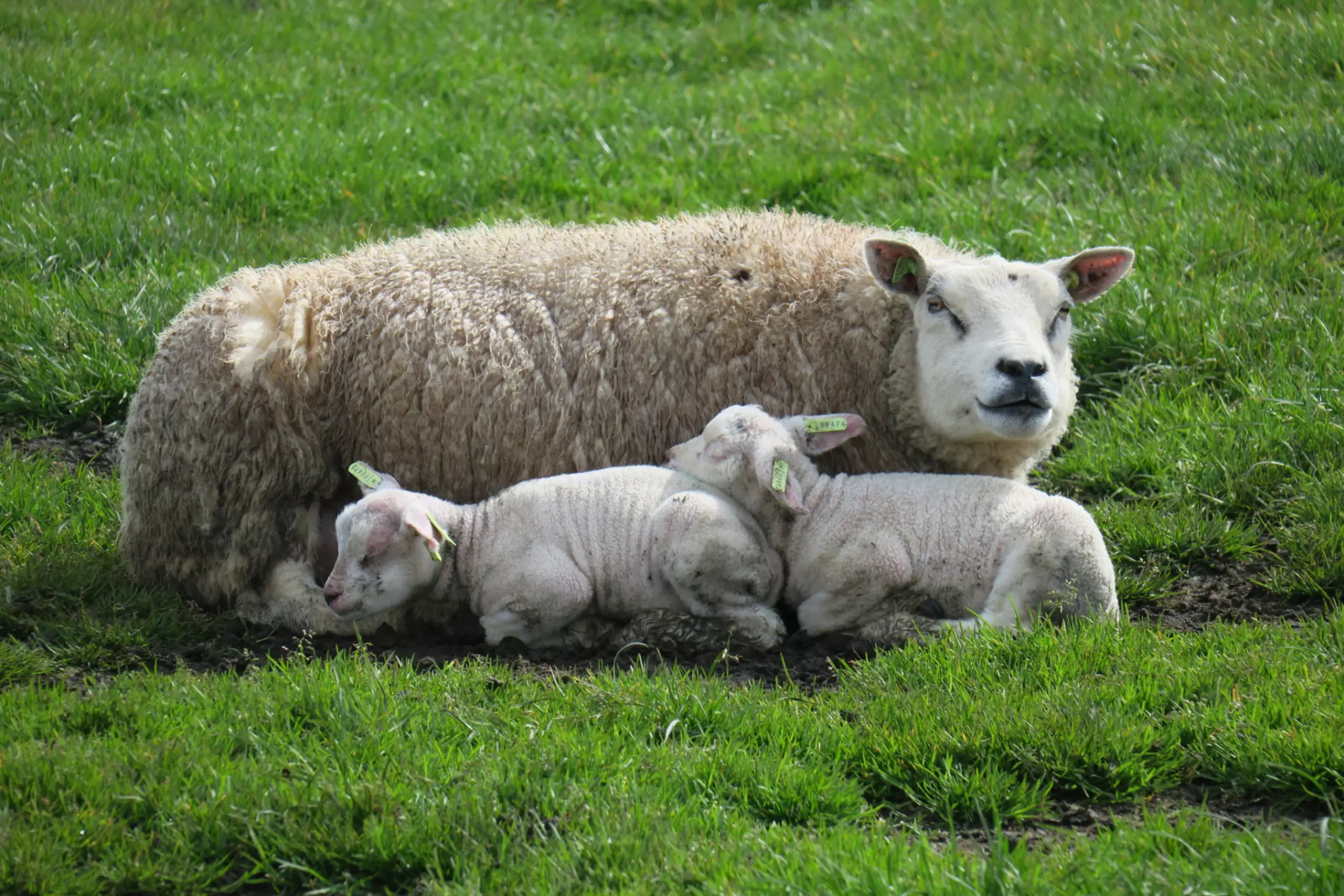 Lammetjes bij moeder in de wei