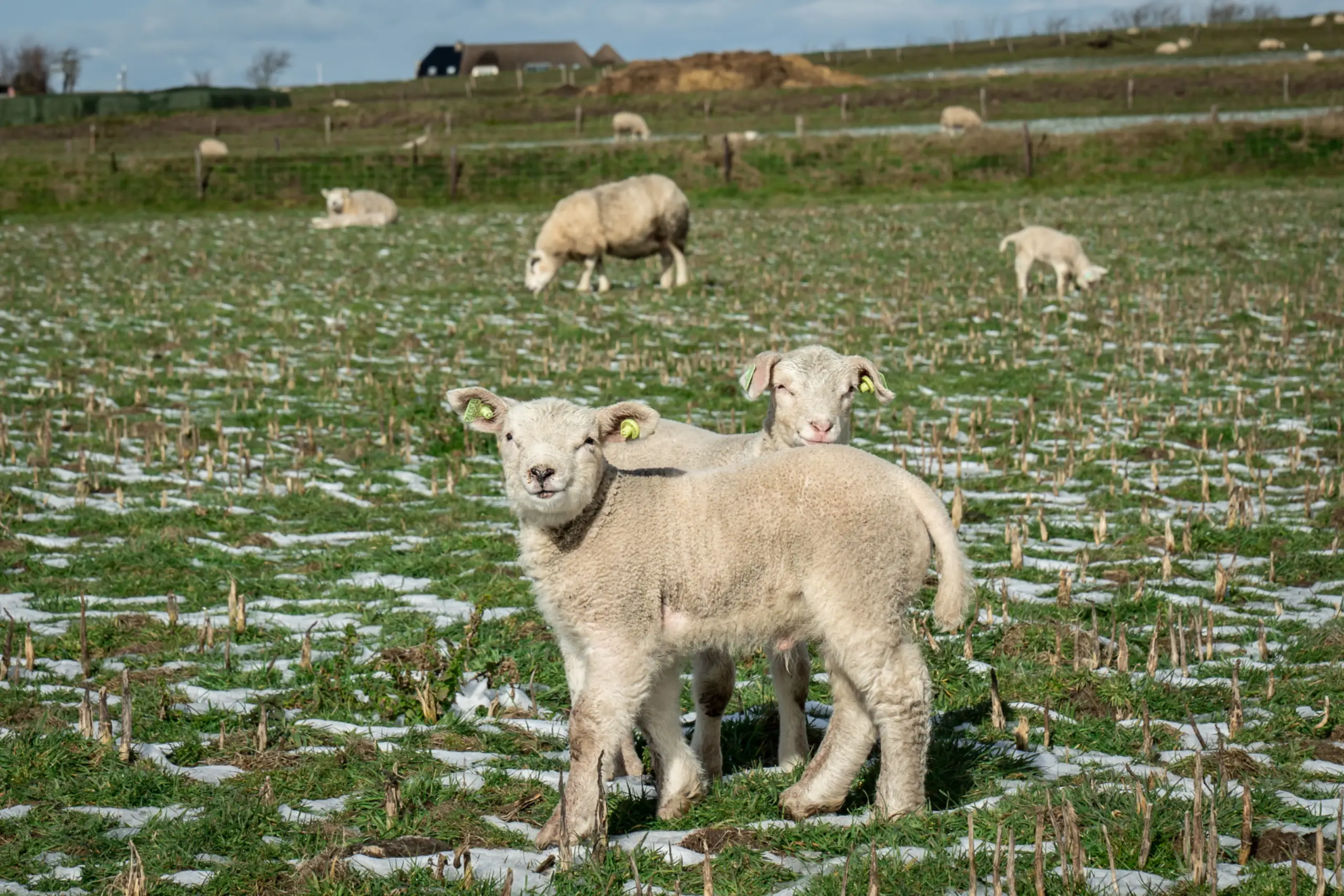 Schapen en lammetjes in de sneeuw
