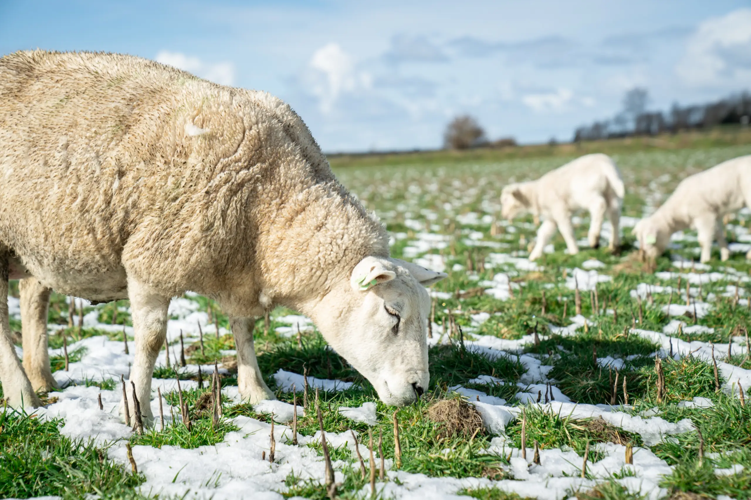 Schapen en lammetjes in de sneeuw