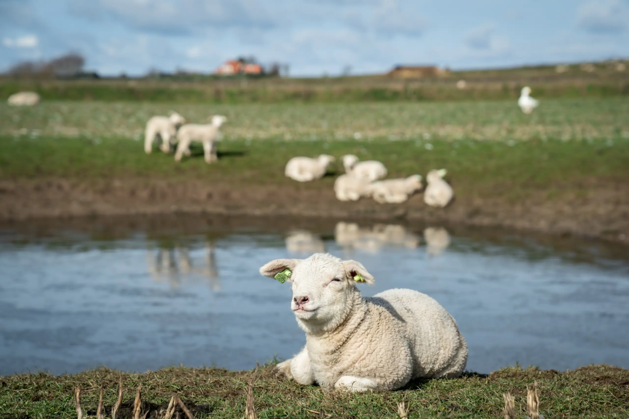 Schapen en lammetjes in de sneeuw