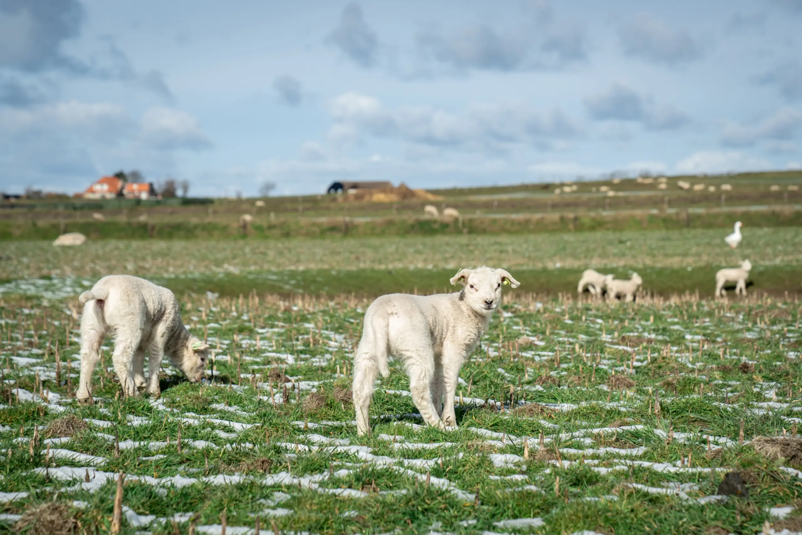 Lammetjes in de sneeuw