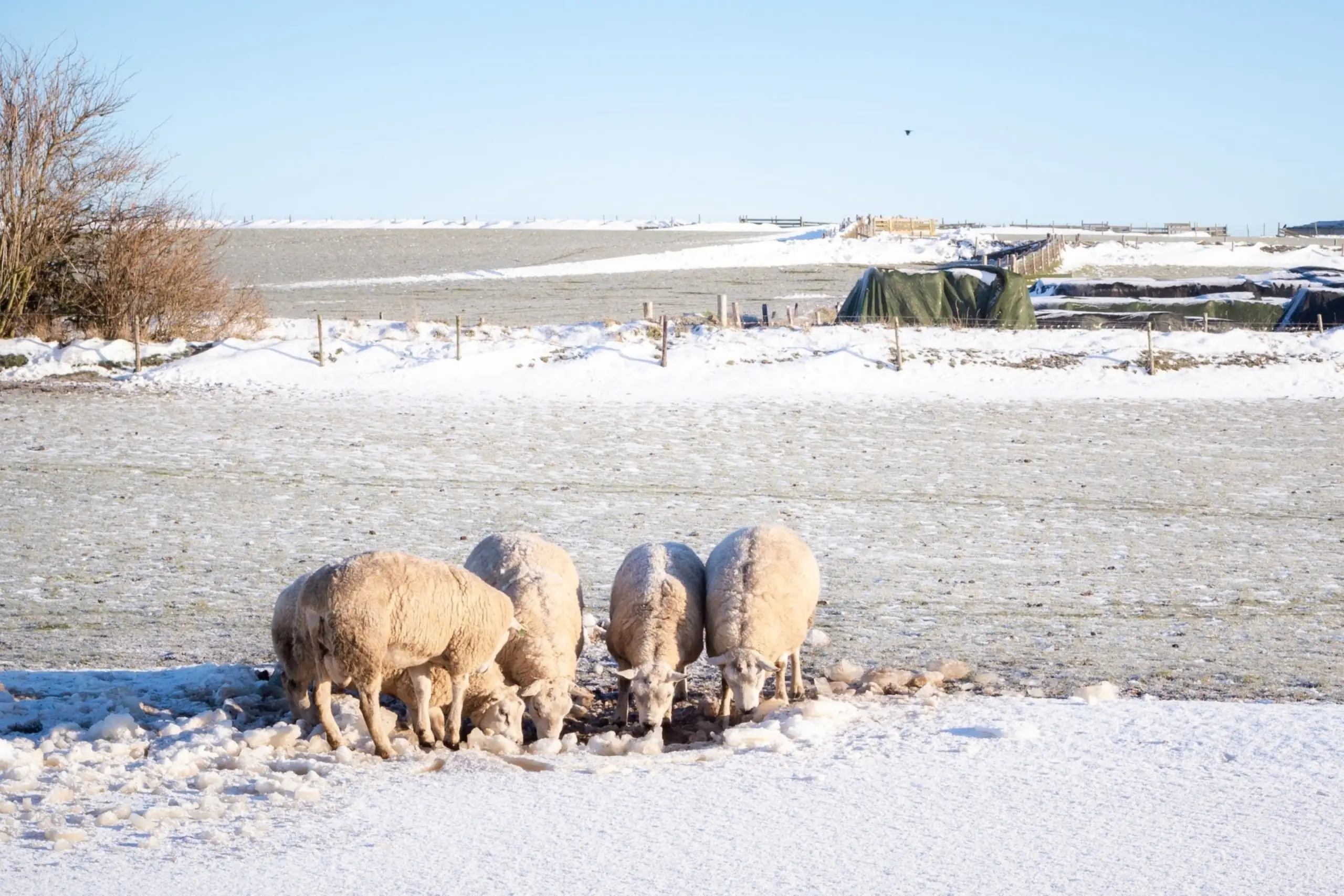 Schapen in de sneeuw