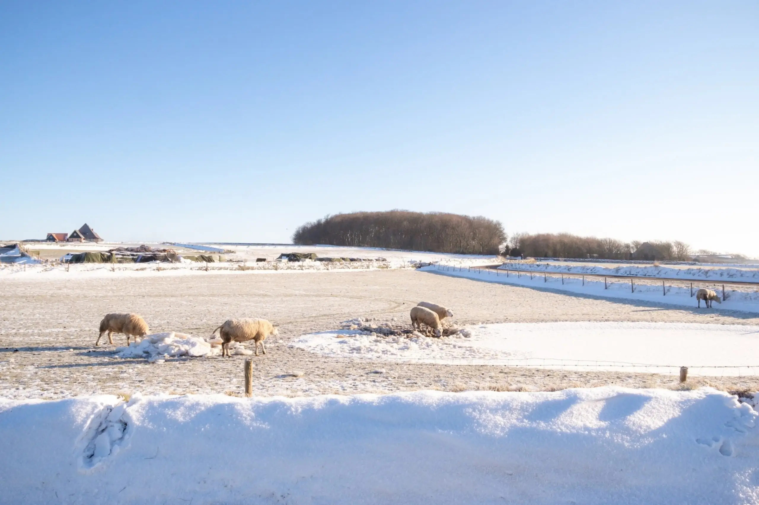 Schapen in de sneeuw