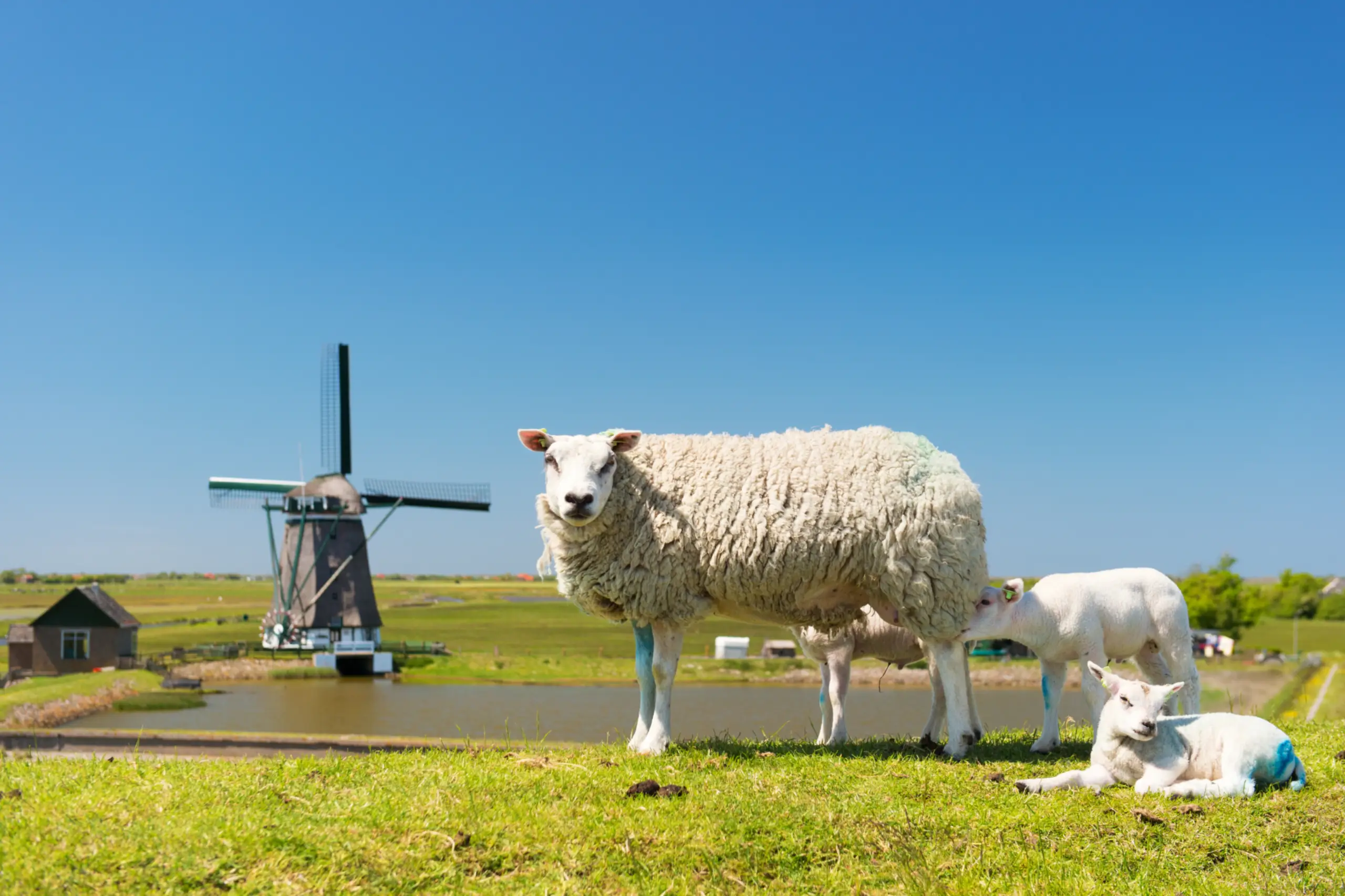 Schaap met lammetjes op de dijk bij Molen Het Noorden