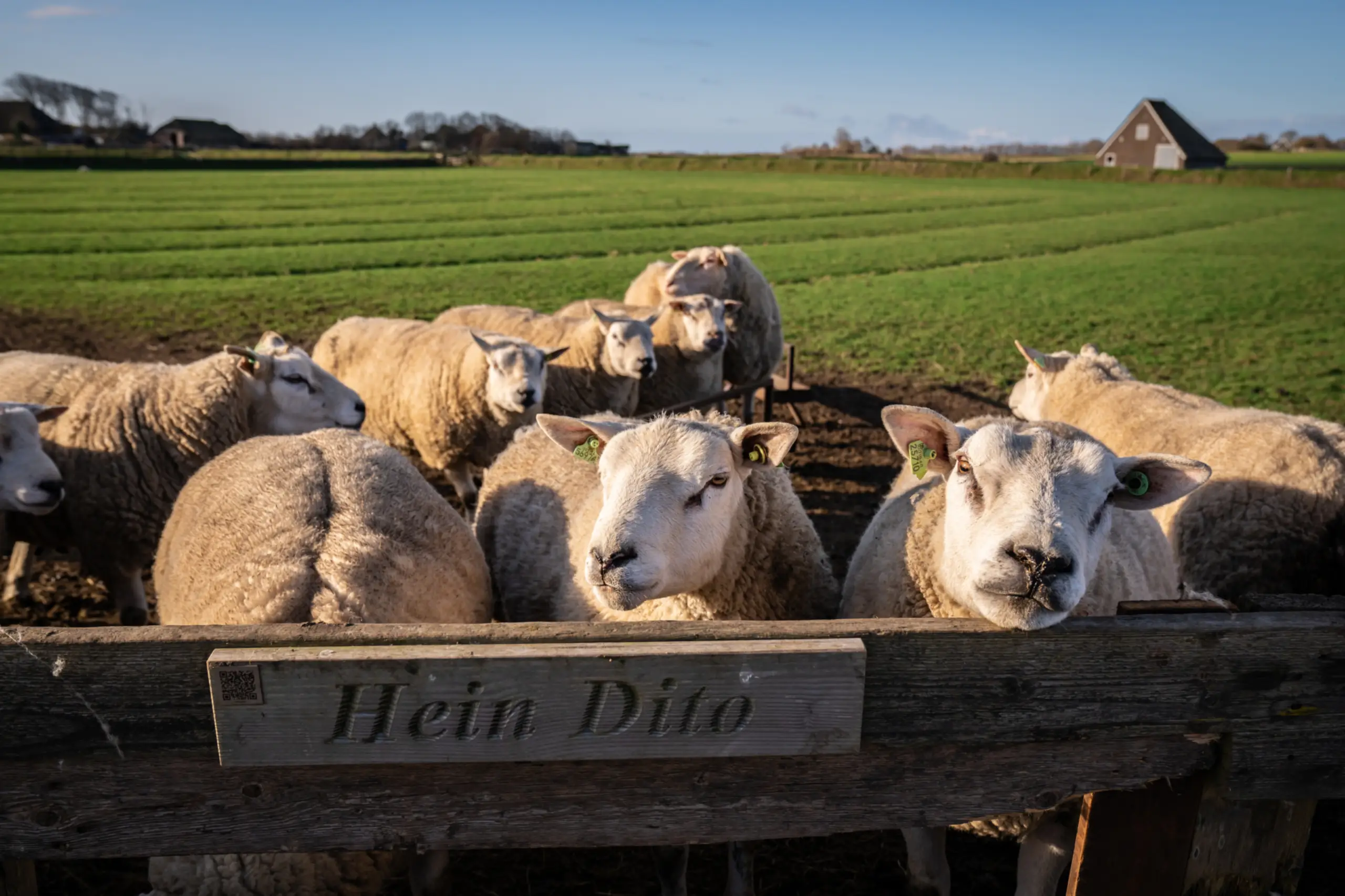 Schapen in het landschap