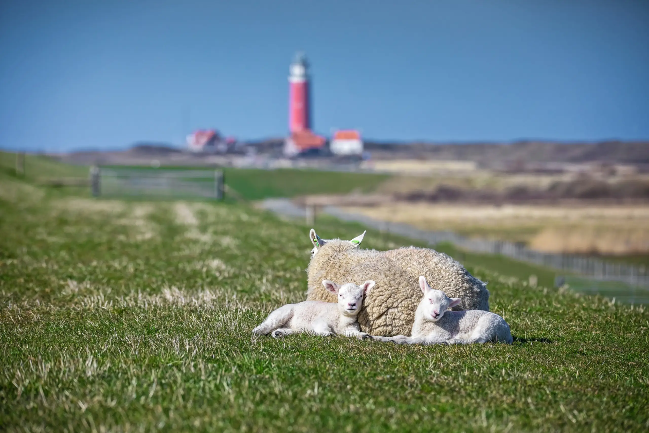 Lammetjes in het Texelse landschap