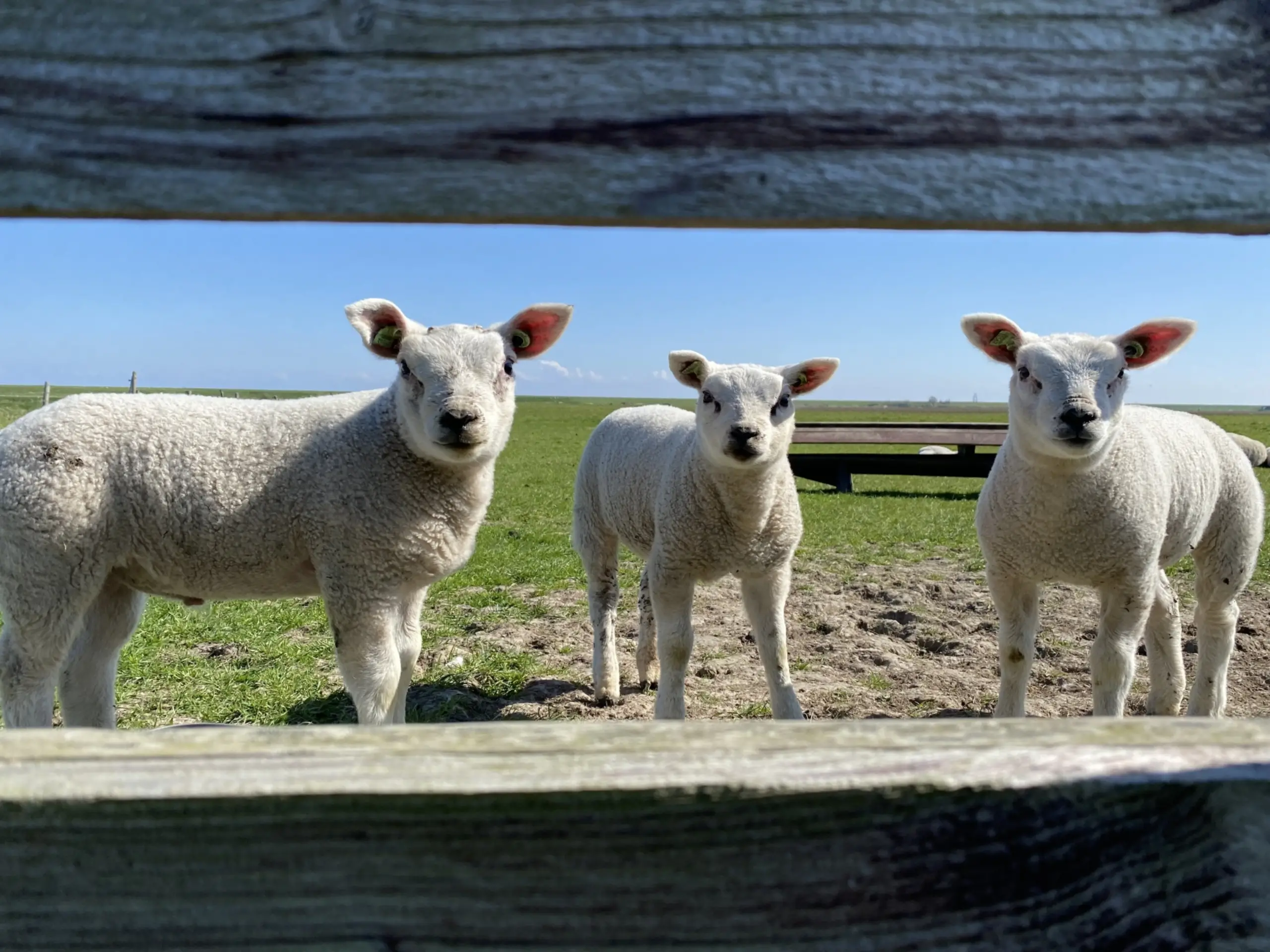 1e plaats fotowedstrijd lammetjes
