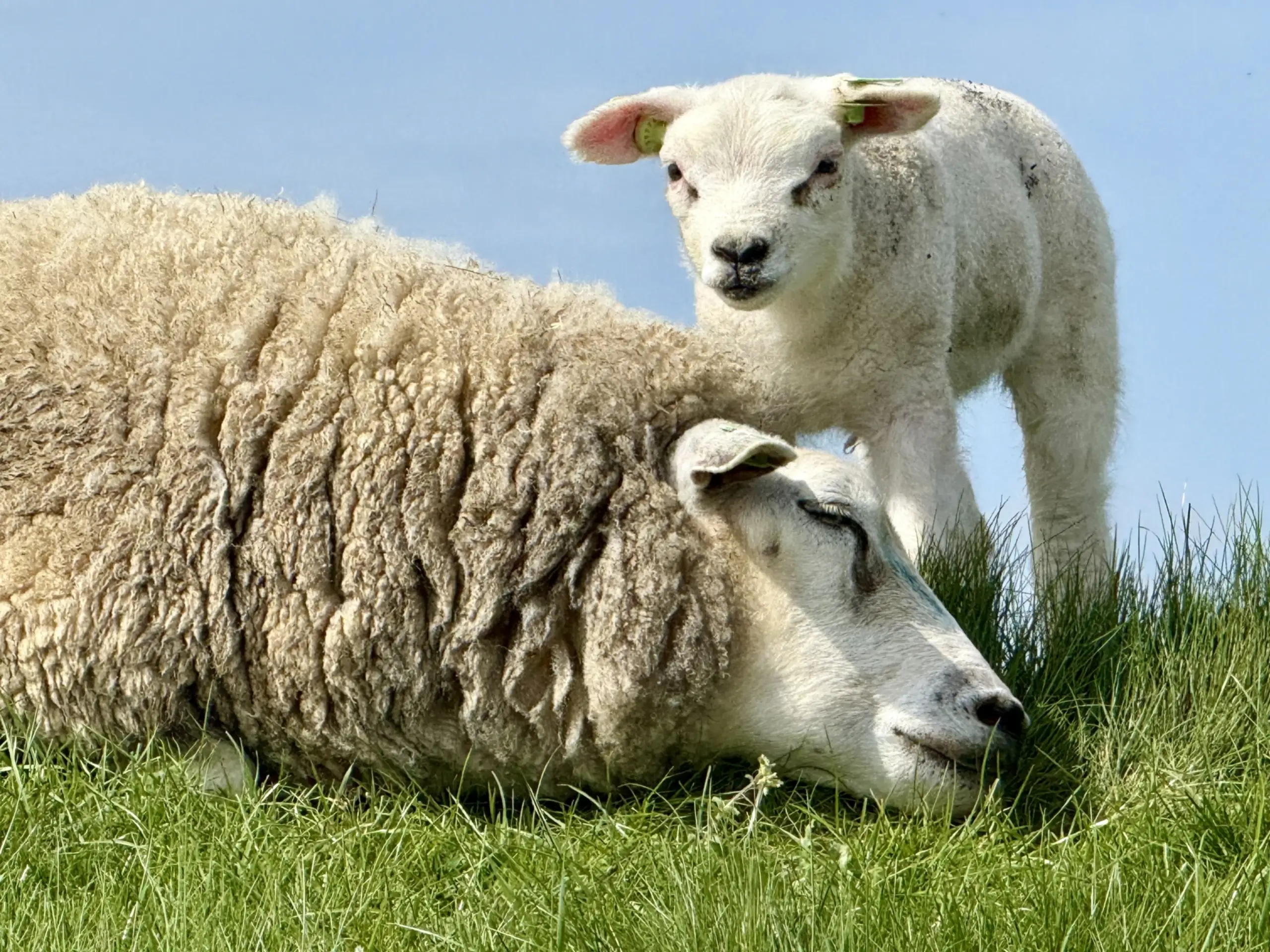 3e plaats fotowedstrijd lammetjes