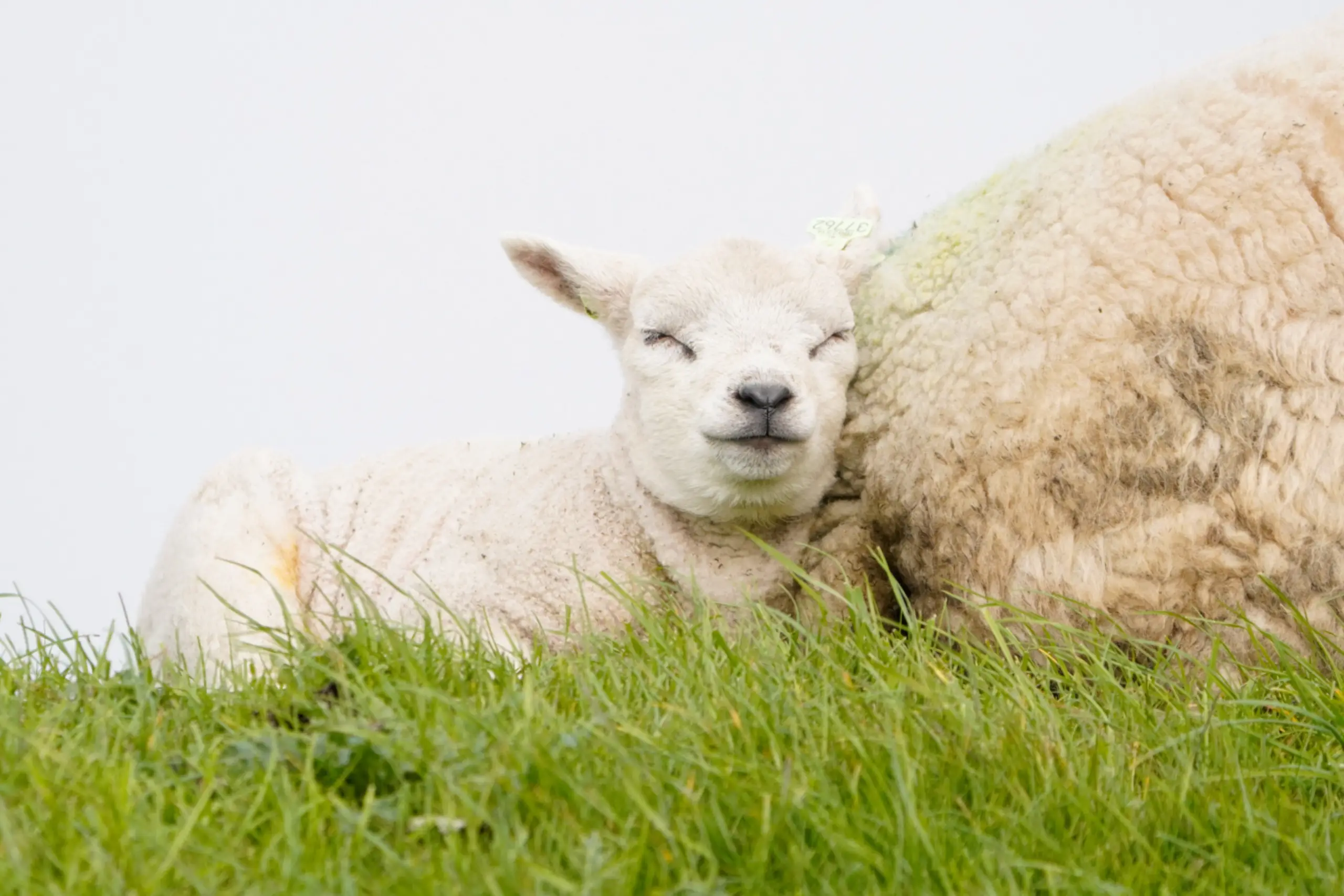 2e plaats fotowedstrijd lammetjes