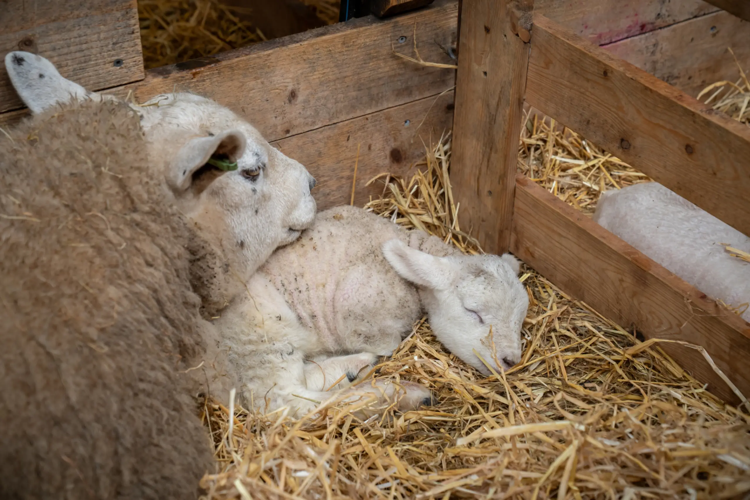 Lammetje met moeder schaap
