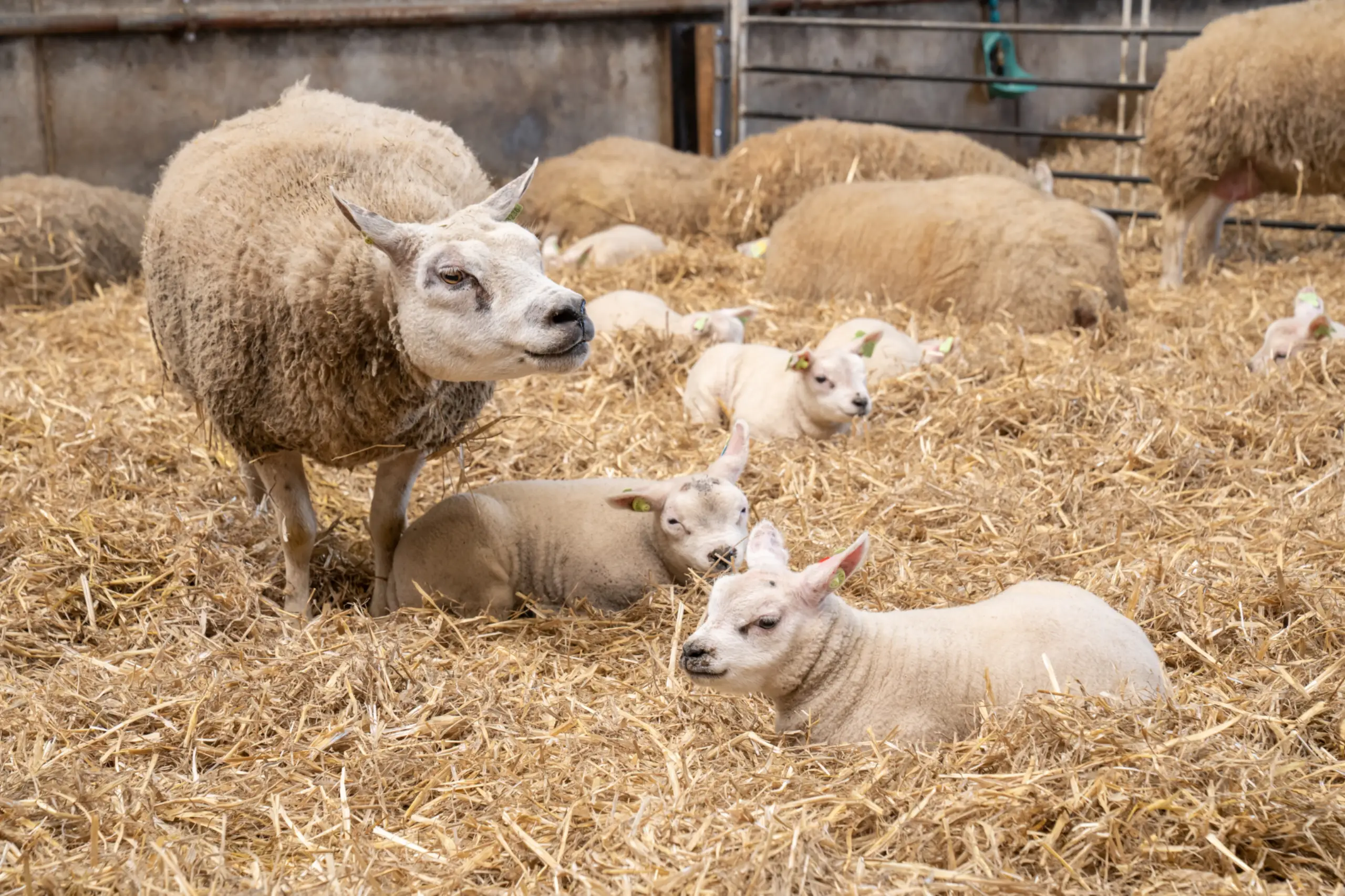 Lammetjes bij Schapenboerderij Westerweg