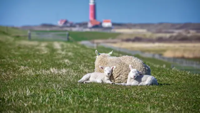Lämmer beim Leuchtturm