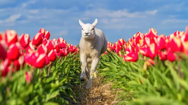 Lammetje rent door tulpenveld VVV Texel fotograaf Justin Sinner