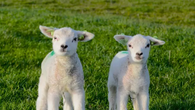 Twee lammetjes in de wei VVV Texel fotograaf Justin Sinner