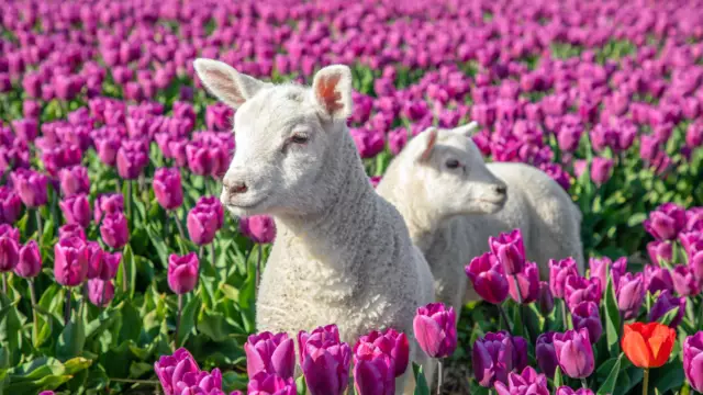 Lammetjes in een paars tulpenveld VVV Texel Fotograaf Justin Sinner