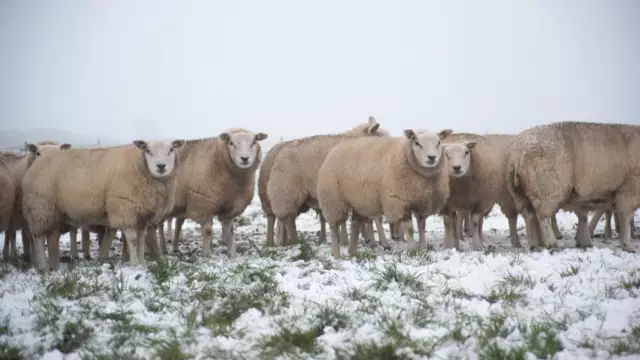 Schapen in de sneeuw op de Hoge Berg VVV Texel