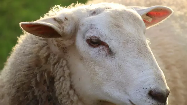 Schaap met wollige vacht VVV Texel