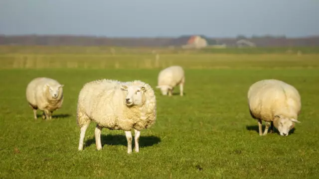 Schapen op Texel VVV Texel