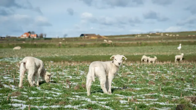 Schapen en lammetjes in de sneeuw Leonie VVV00678