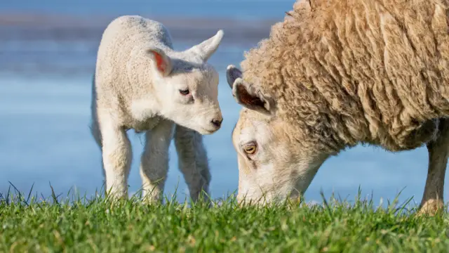 Lammetje en schaap Justin Sinner