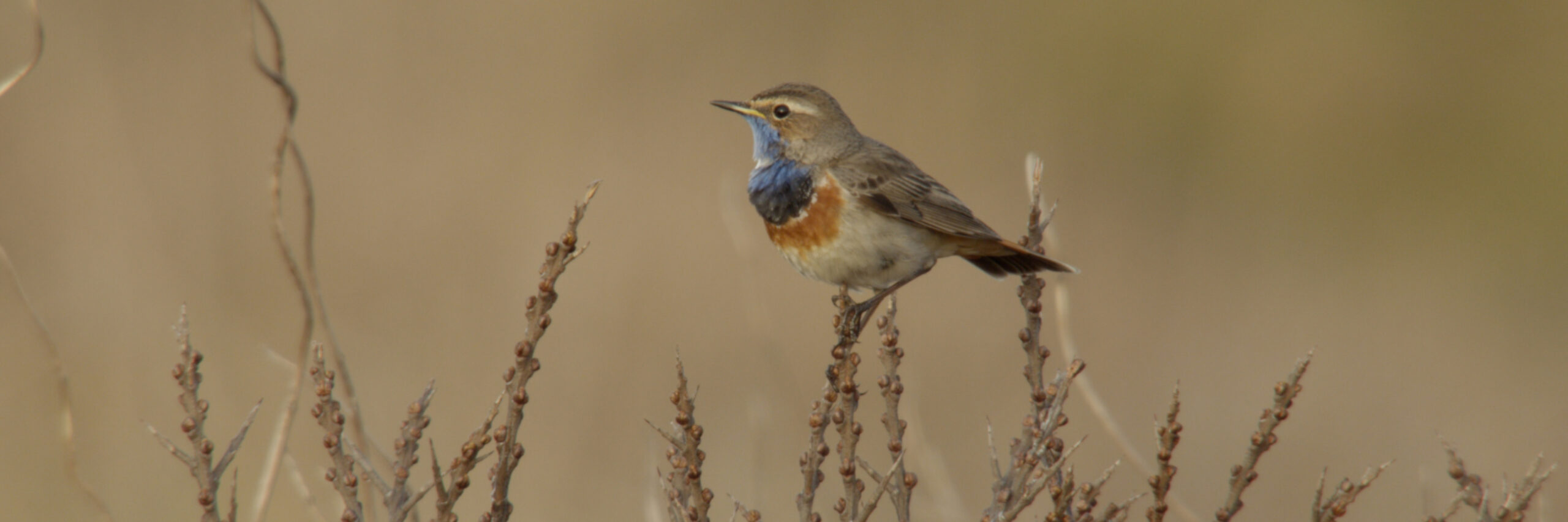 Blauwborst