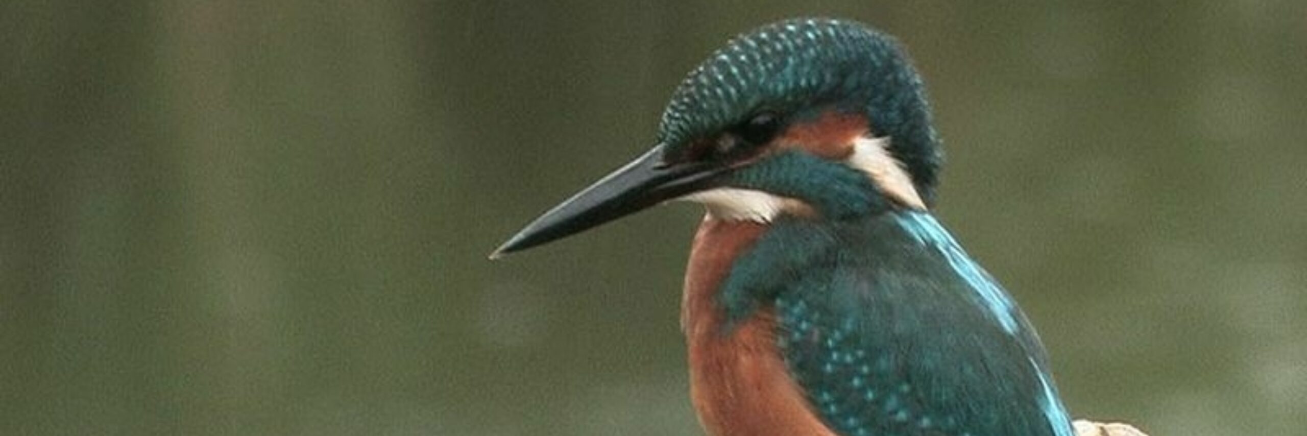 I Jsvogel VVV Texel fotograaf Marc Plomp