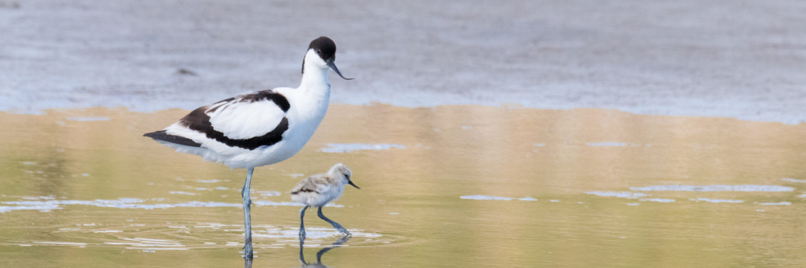 Kluut met jong VVV Texel fotograaf Nicole van As