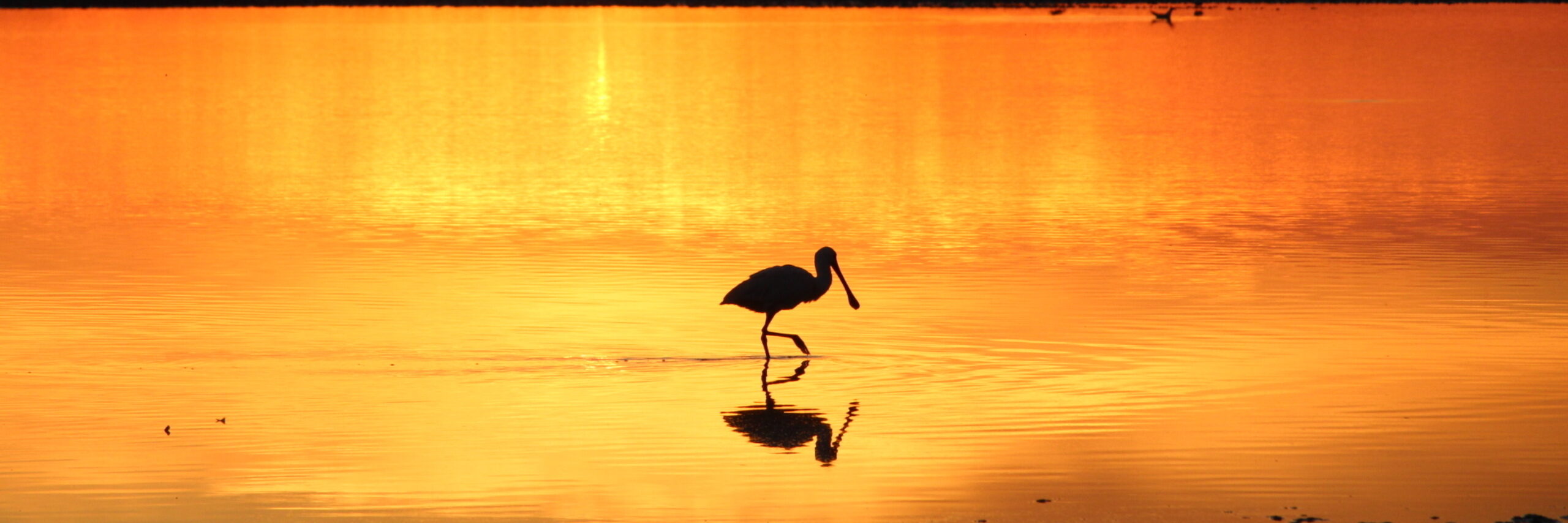 Lepelaar met zonsondergang VVV Texel fotograaf Laura Noord