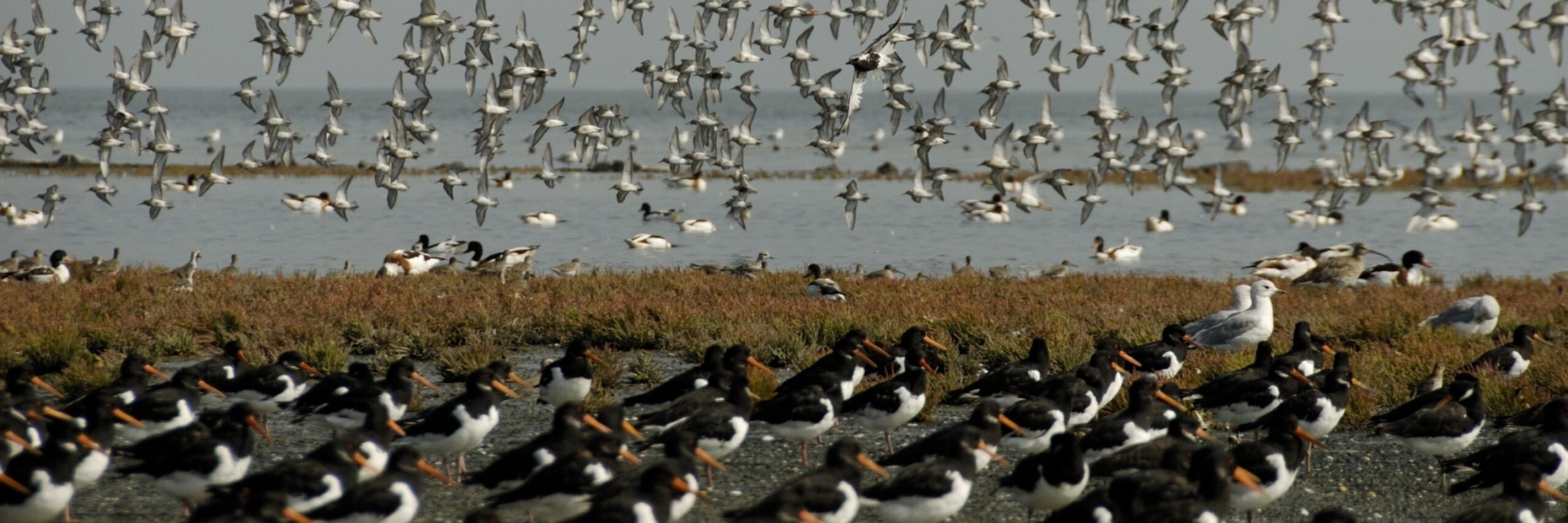 Vogels bij Vogelboulevard