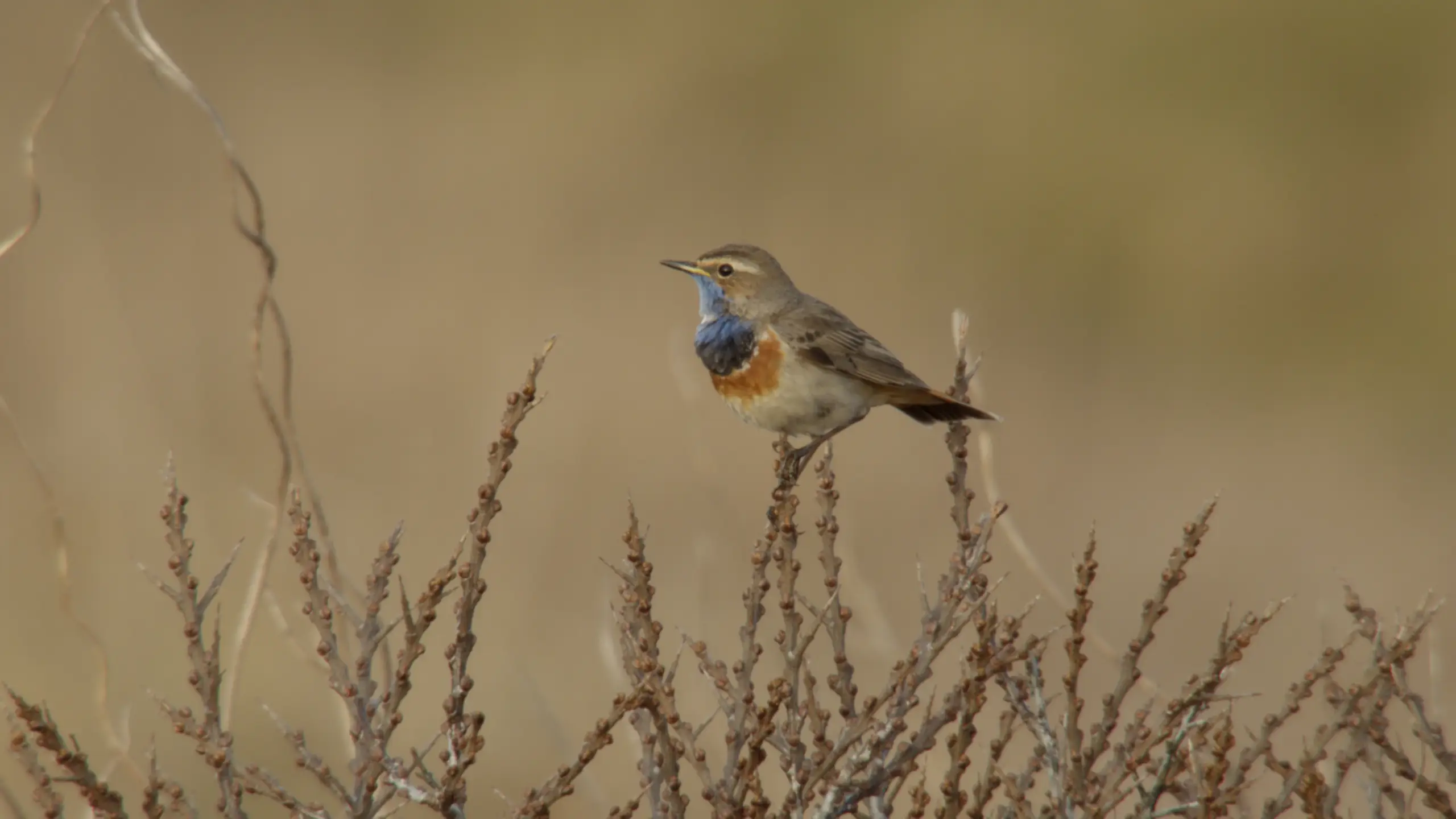 Blauwborst