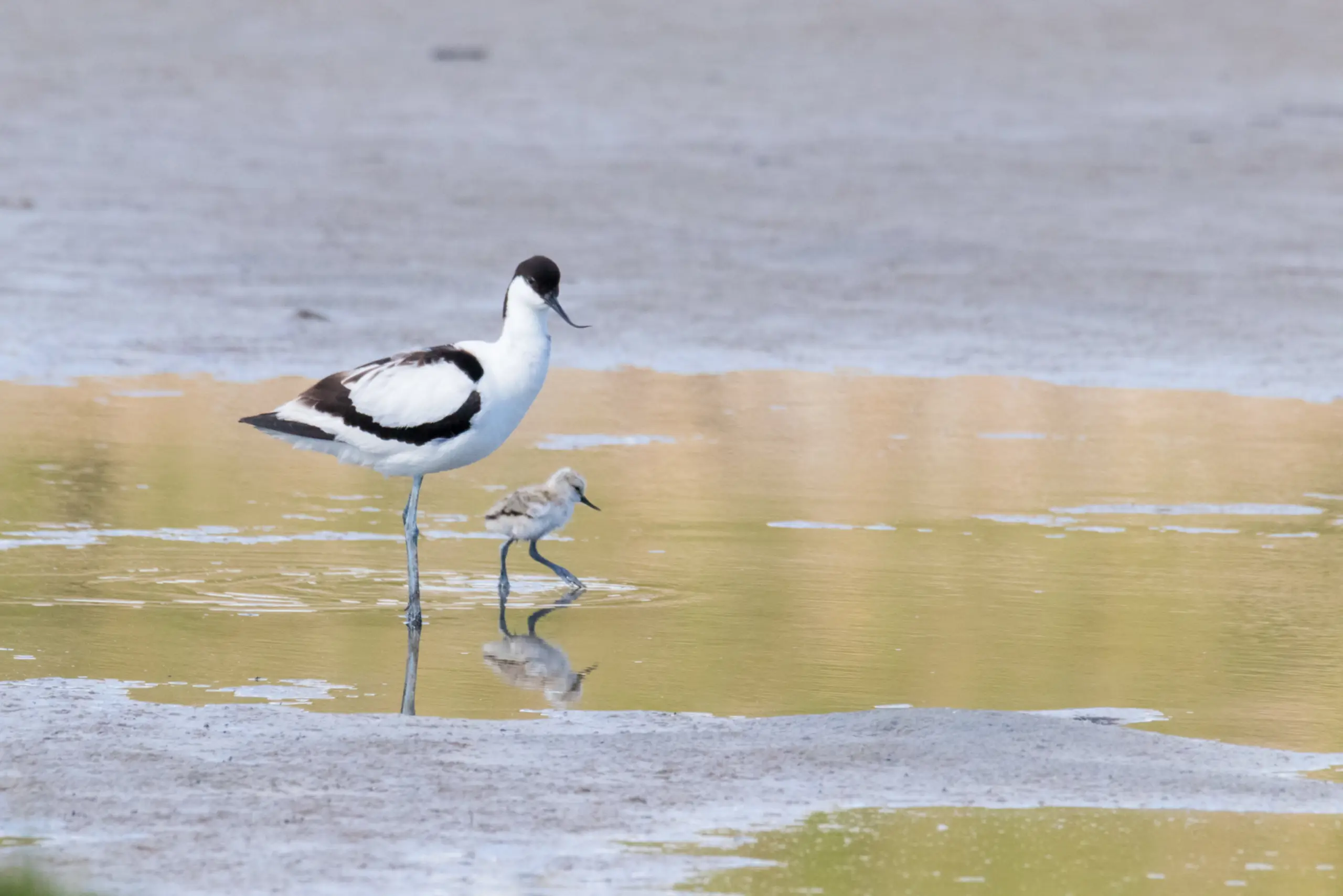 Säbelschnäbler mit Jungvogel