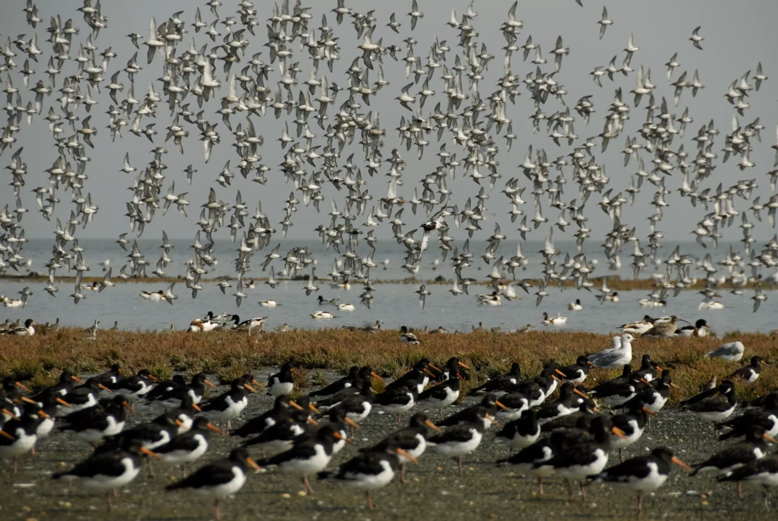 Vogels bij Vogelboulevard
