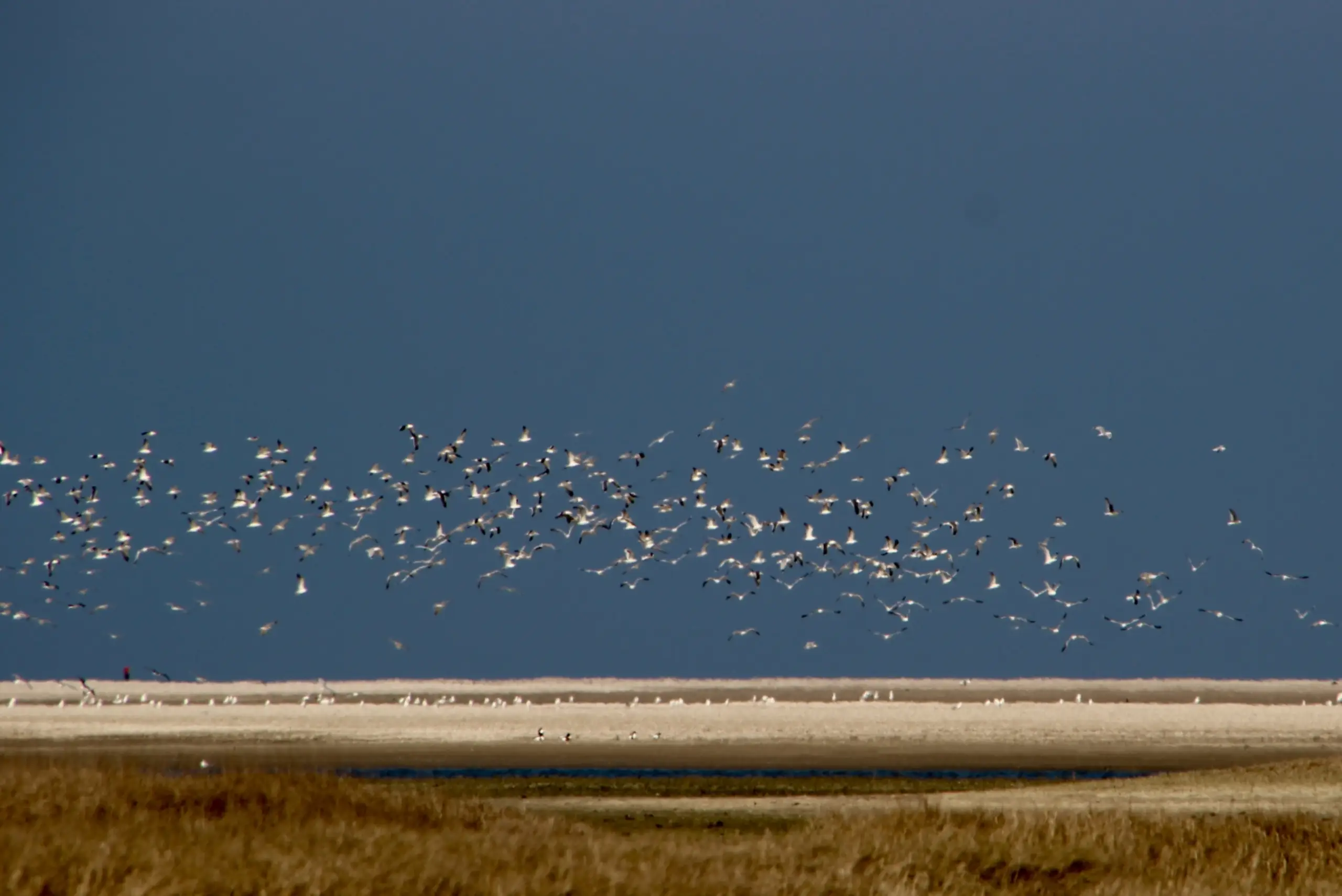 Vogels en donkere lucht