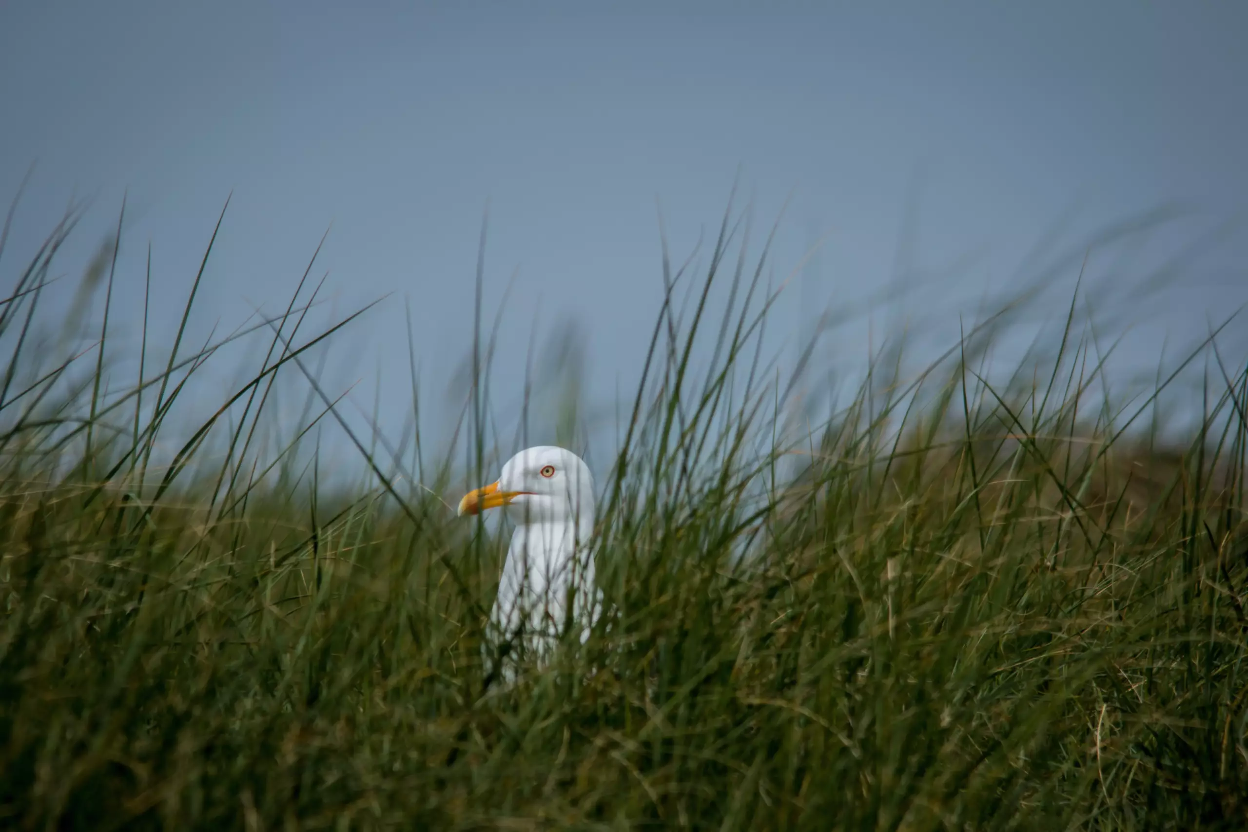 Broedende meeuw in de duinen