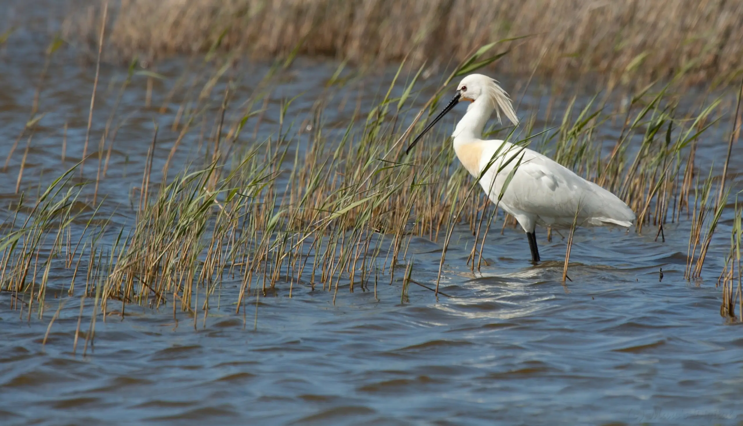 Lepelaar in het water