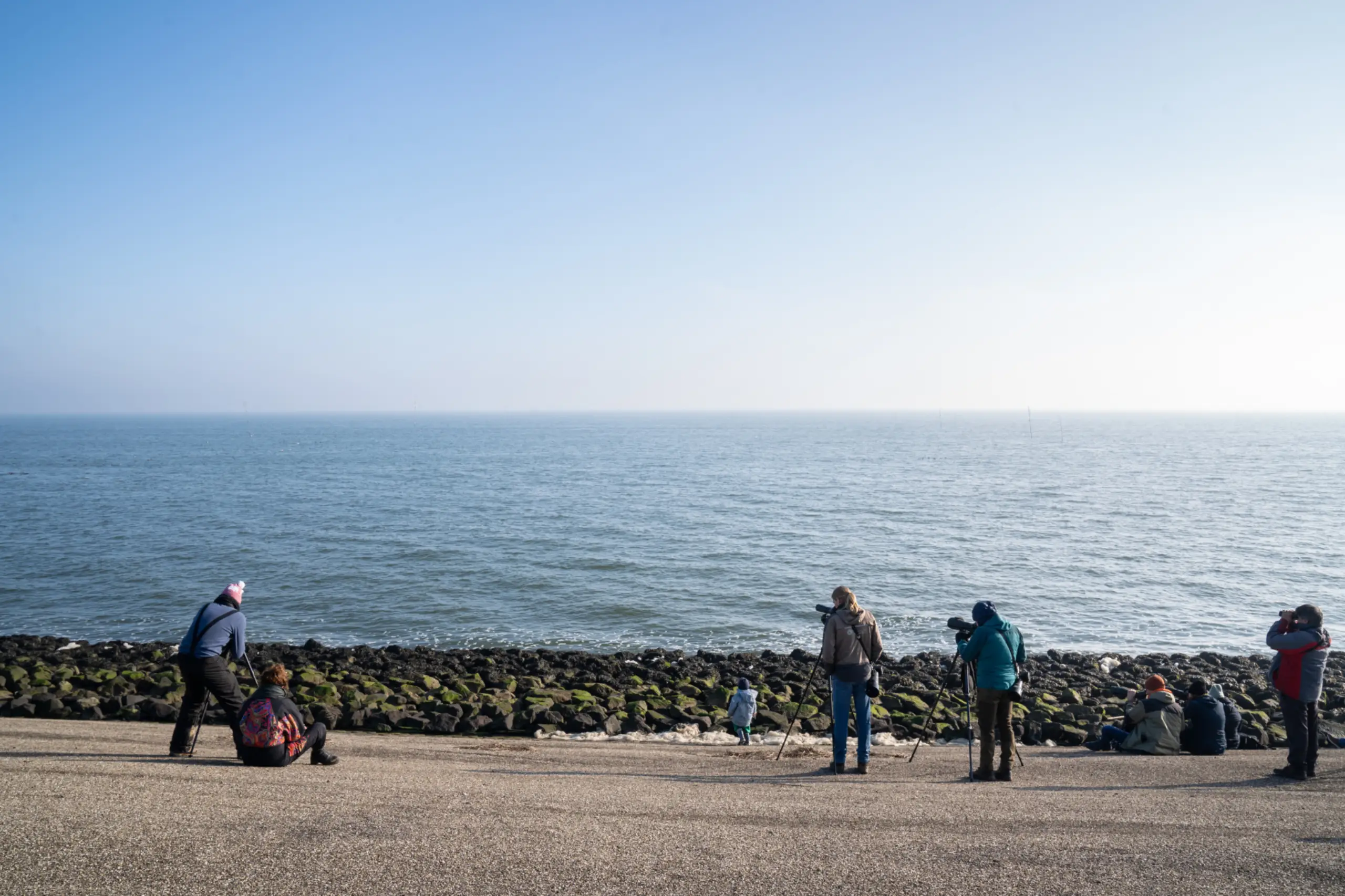 Vogelaars op de Waddendijk, op zoek naar de brileider