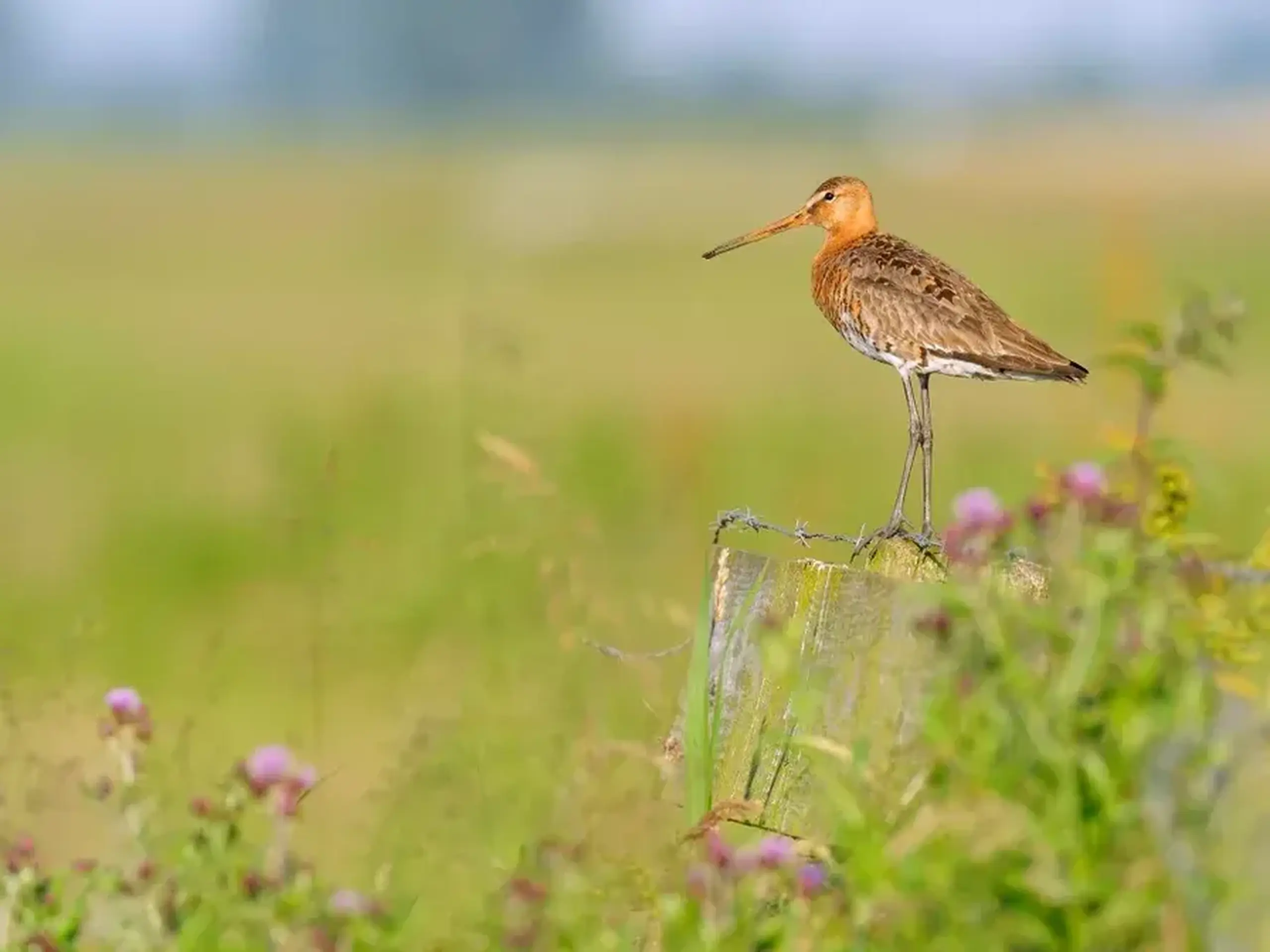 Een grutto in het weiland
