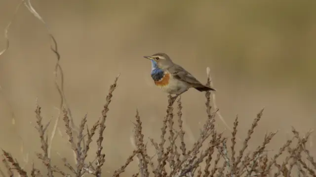 Blauwborst