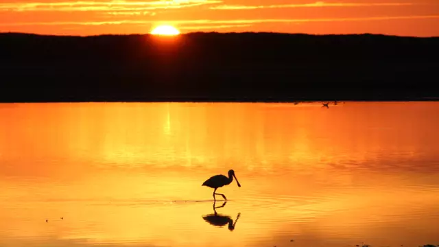 Lepelaar met zonsondergang VVV Texel fotograaf Laura Noord