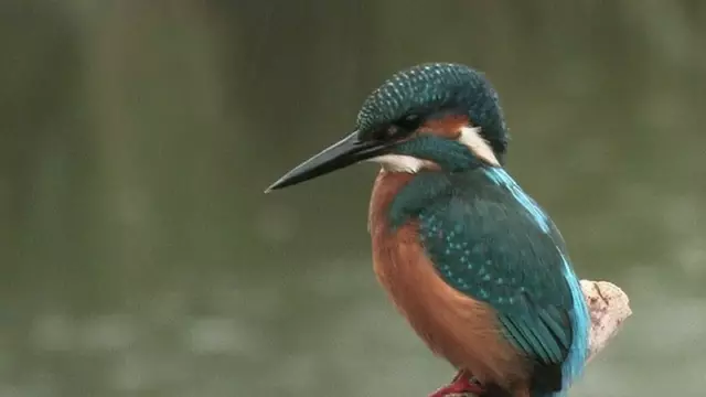 I Jsvogel VVV Texel fotograaf Marc Plomp