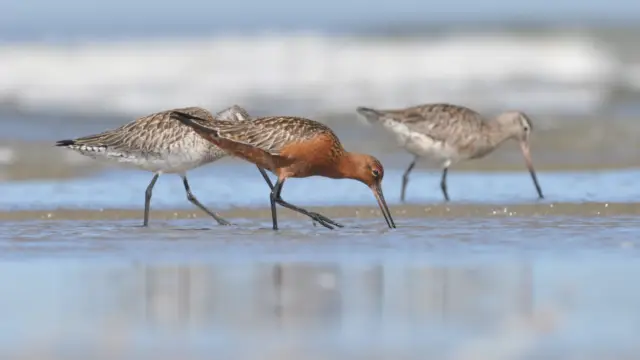 De meer zeldzame rosse grutto