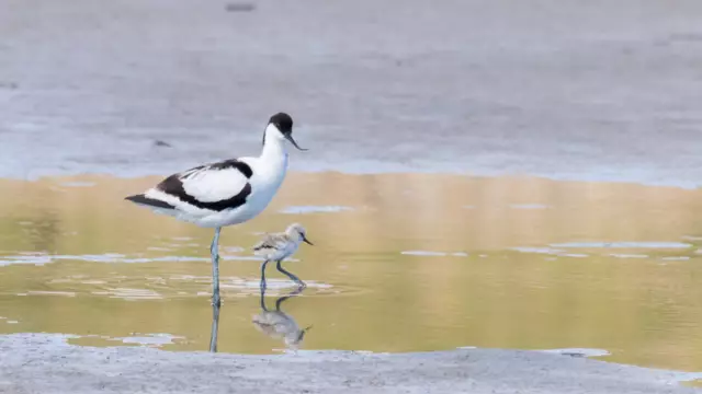 Kluut met jong VVV Texel fotograaf Nicole van As