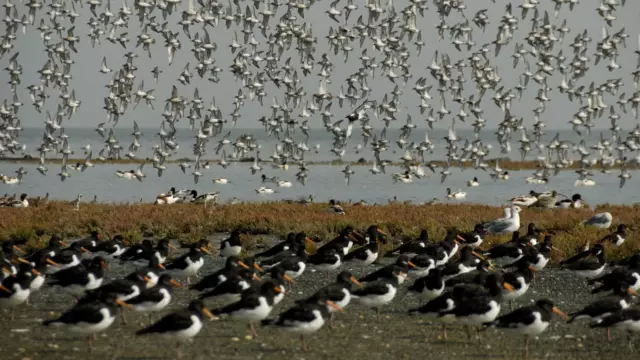 Vogels bij Vogelboulevard